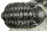 Pair Of Austerops Trilobite - Visible Eye Facets #254547-5